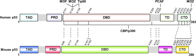 Deciphering The Acetylation Code Of P53 In Transcription Regulation And Tumor Suppression Oncogene