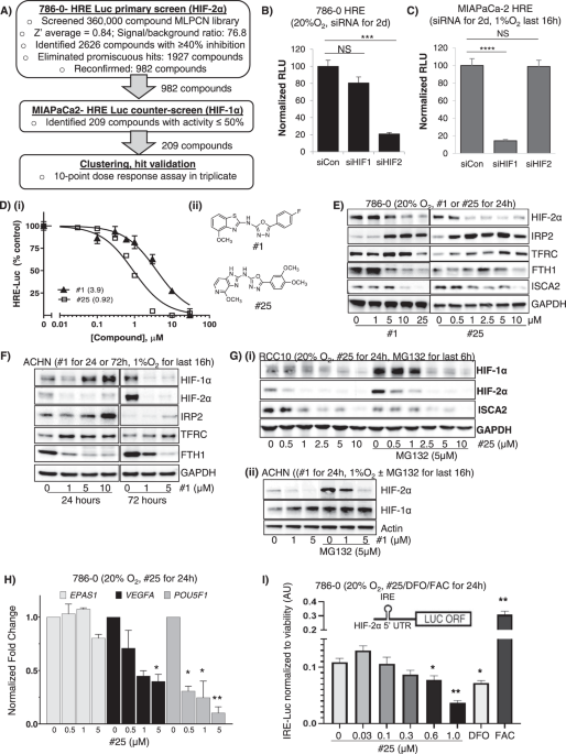 ISCA2 inhibition decreases HIF and induces ferroptosis in clear cell renal  carcinoma | Oncogene