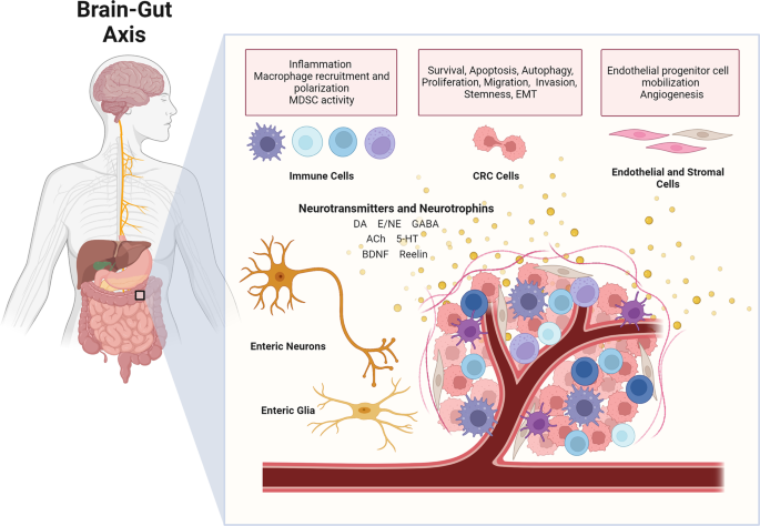 Neurotransmitter signaling: a new frontier in colorectal cancer