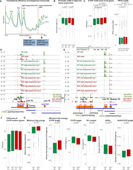 PDF) Intra-promoter switch of transcription initiation sites in