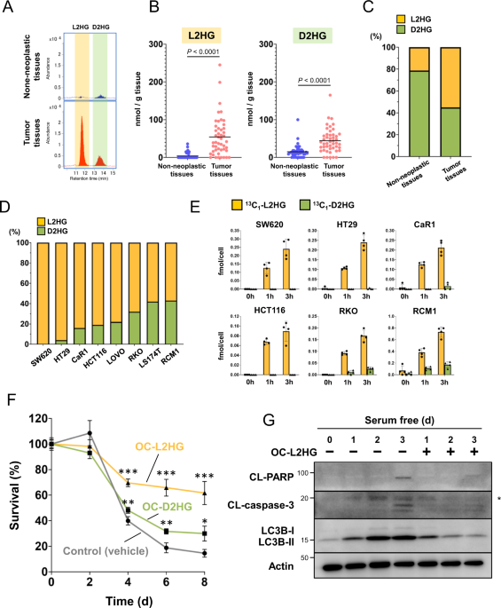 L-2hydroxyglutaric acid rewires amino acid metabolism in colorectal cancer  via the mTOR-ATF4 axis | Oncogene