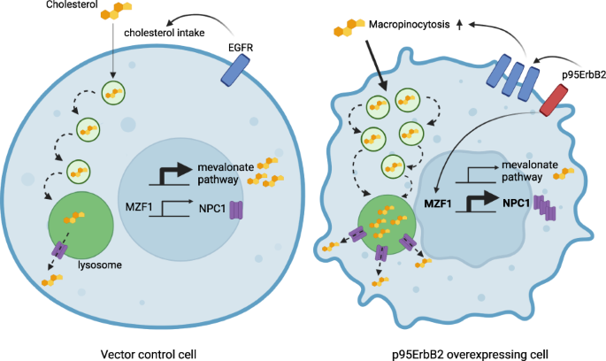 Activation of invasion by oncogenic reprogramming of cholesterol 