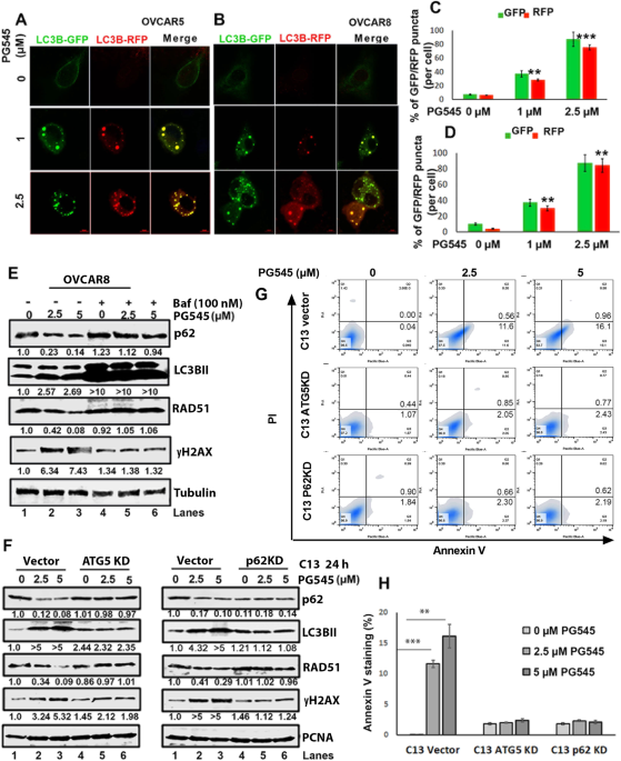 Targeting by PG545 enhances PARP inhibitor response in ovarian cancer