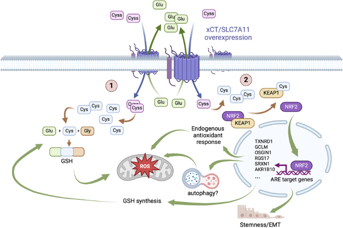 how long can you stay on cjc-1295 ipamorelin Tirzepatide, CJC‑1295/Ipamorelin