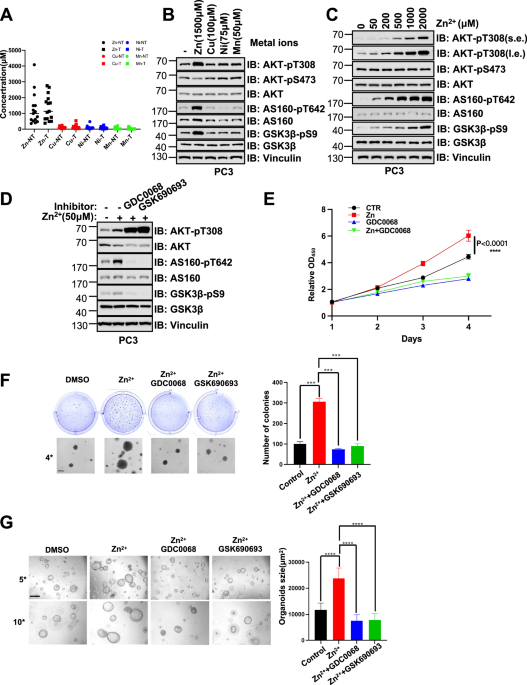 Zinc ions activate akt and promote prostate cancer cell proliferation via disrupting akt intramolecular interaction