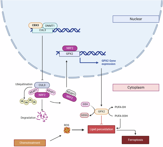 CBX3 promotes multidrug resistance by suppressing ferroptosis in colorectal carcinoma via the CUL3/NRF2/GPX2 axis | Oncogene CBX3 promotes multidrug resistance by suppressing ferroptosis in colorectal carcinoma via the CUL3/NRF2/GPX2 axis | Oncogene