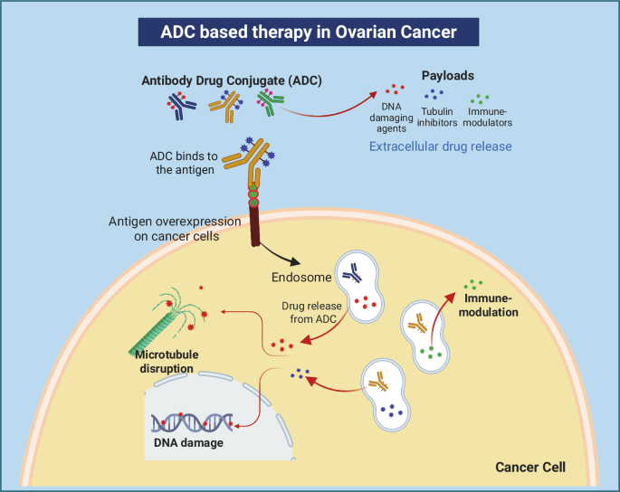 glutathione ovarian cancer Exploring the therapeutic use and outcome of antibody-drug conjugates in treatment does glutathione make you vitamin enriched Package:3 Packs
