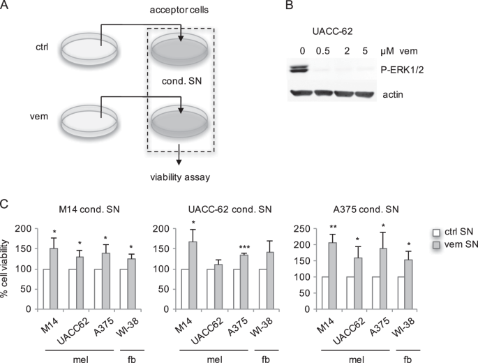 Braf inhibition causes resilience of melanoma cell lines by inducing the secretion of fgf1