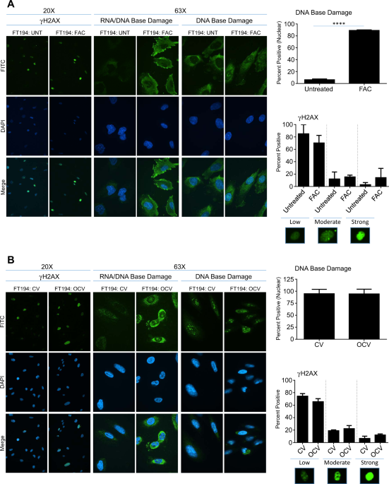 Chronic iron exposure and c-Myc/H-ras-mediated transformation in fallopian  tube cells alter the expression of EVI1, amplified at 3q26.2 in ovarian  cancer | Oncogenesis