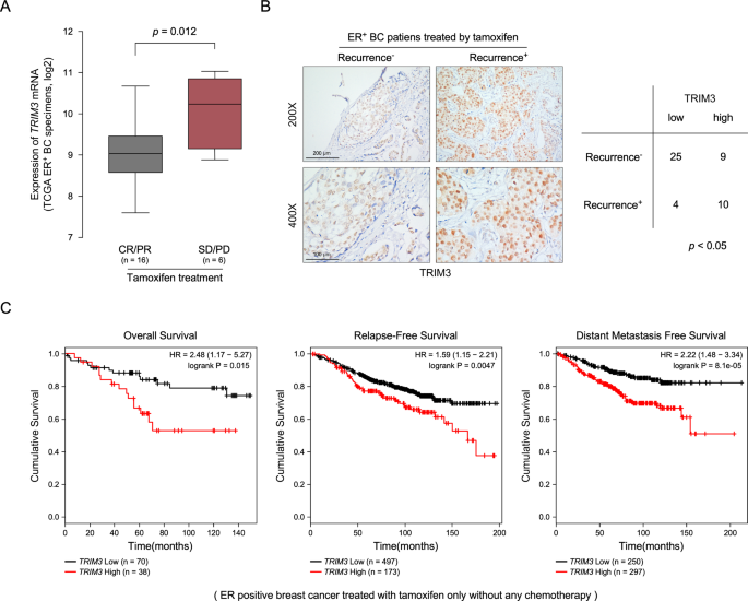 Tripartite motif-containing 3 (TRIM3) enhances ER signaling and confers  tamoxifen resistance in breast cancer | Oncogenesis