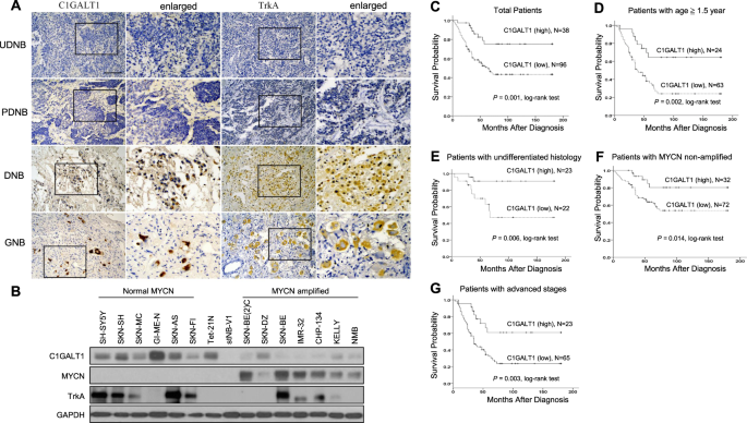 C1galt1 expression predicts a favorable prognosis and suppresses malignant phenotypes via trka signaling in neuroblastoma