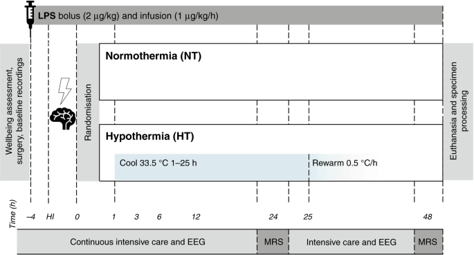 Hypothermia Is Not Therapeutic In A Neonatal Piglet Model Of Inflammation Sensitized Hypoxia Ischemia Pediatric Research