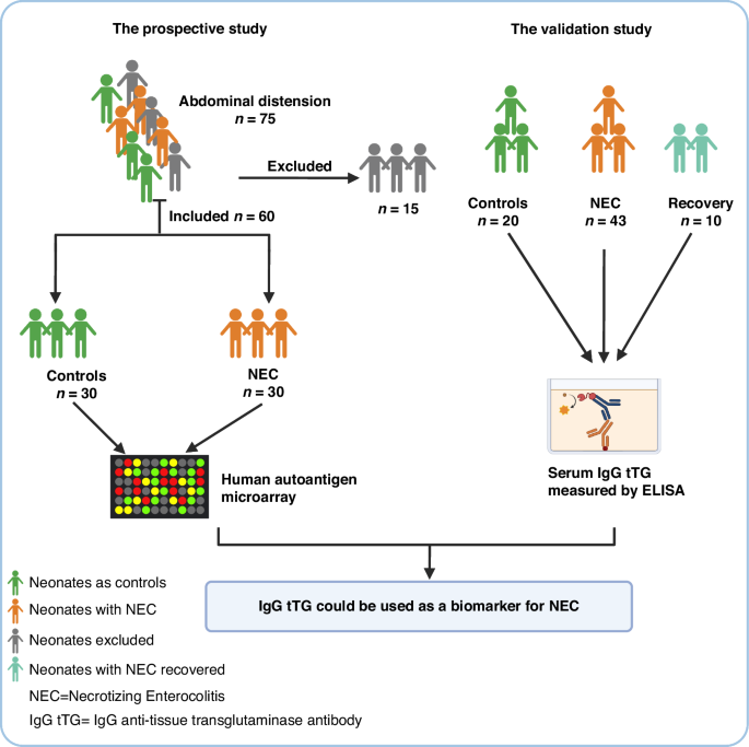 Recombinant Enterokinase NVG メルク 69066-3 (62-8400-10) Enterokinase from porcine intestine