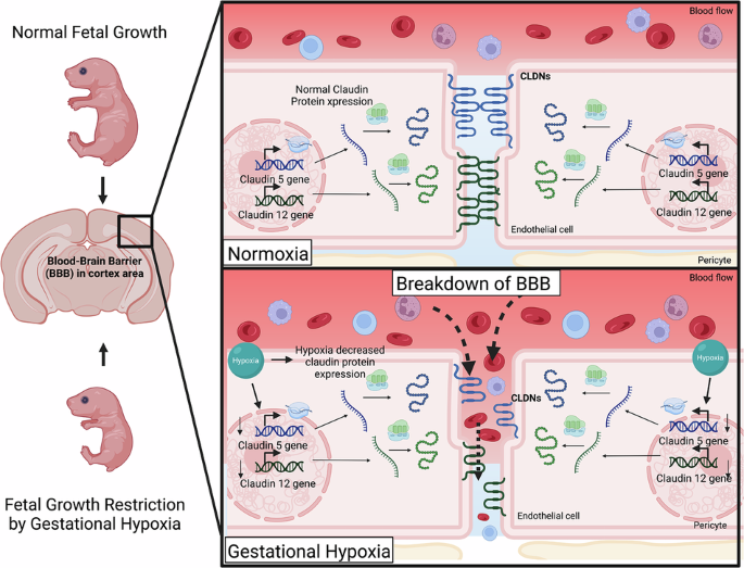 does bpc 157 cross the blood brain barrier Gestational hypoxia increases brain-blood barrier permeability in the  neonatal cerebral cortex of Guinea pigs