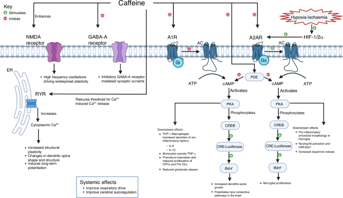 Putative mechanisms of caffeine as a neuroprotectant in preterm infants