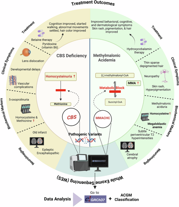 Unveiling clinical and genetic landscapes of MMA and CBS: insights from  whole exome sequencing in a tertiary care setting