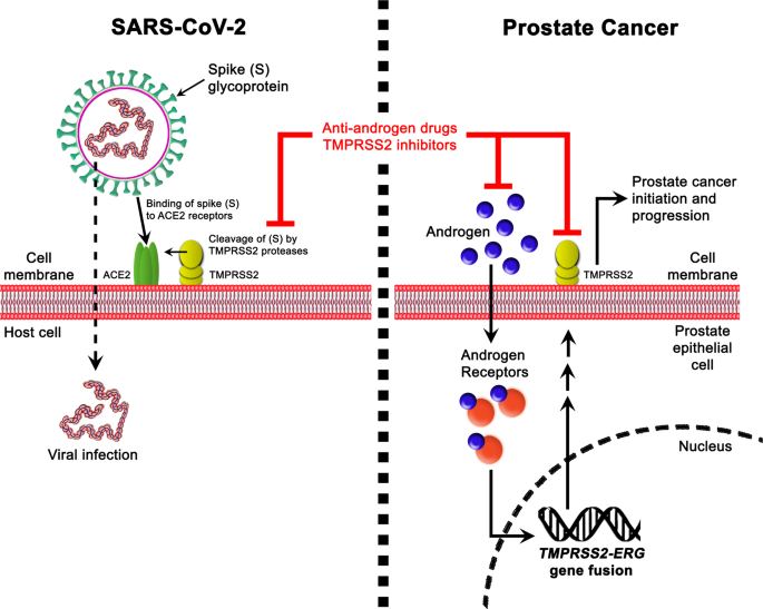 anti prostatitis nano