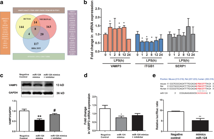 Mir 124 Vamp3 Is A Novel Therapeutic Target For Mitigation Of Surgical Trauma Induced Microglial Activation Signal Transduction And Targeted Therapy