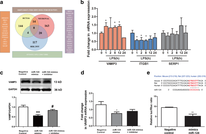 miR-124/VAMP3 is a novel therapeutic target for mitigation of surgical  trauma-induced microglial activation | Signal Transduction and Targeted  Therapy