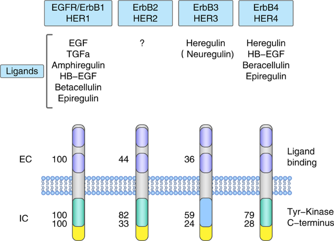 Targeted therapeutic options and future perspectives for HER2-positive breast cancer | Signal Transduction and Targeted Therapy Targeted therapeutic options and future perspectives for HER2-positive breast cancer | Signal Transduction and Targeted Therapy