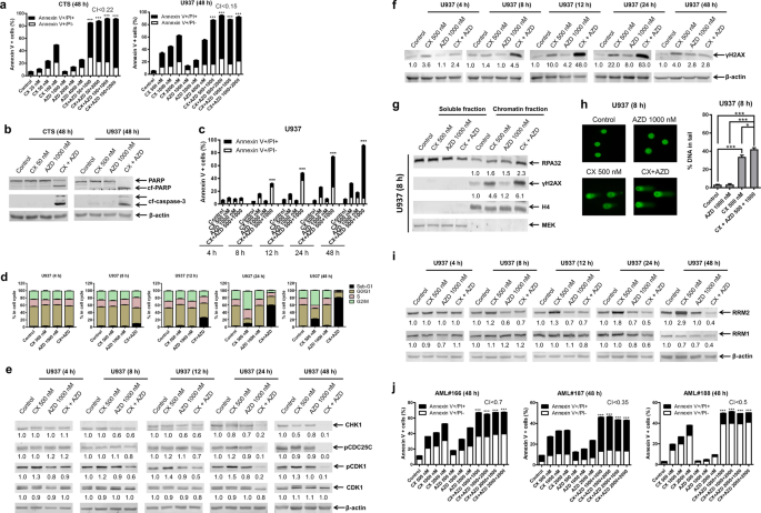 Simultaneous Cotargeting Of Atr And Rna Polymerase I Transcription Demonstrates Synergistic Antileukemic Effects On Acute Myeloid Leukemia Signal Transduction And Targeted Therapy