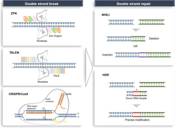 Applications of genome editing technology in the targeted therapy of human  diseases: mechanisms, advances and prospects | Signal Transduction and  Targeted Therapy