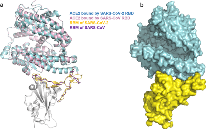 Door to the cell for covid-19 opened, leading way to therapies