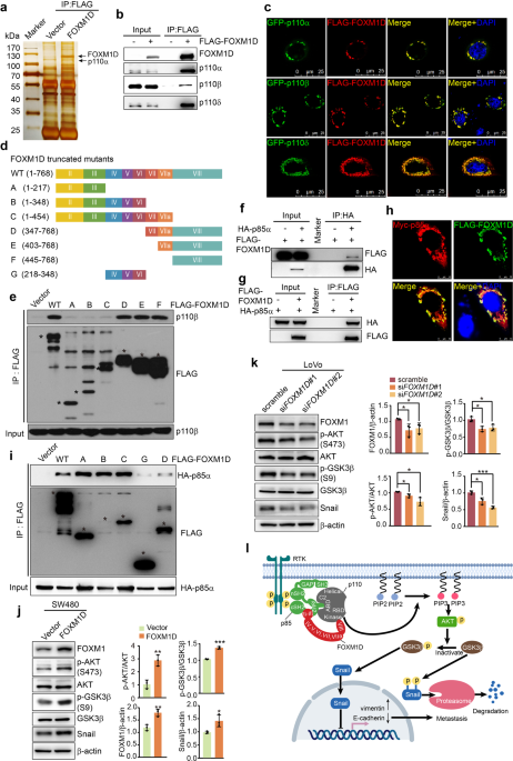 PTMScan® Phospho-MAPK/CDK Substrate Motif (PXS*P and S*PXK/R) Kit