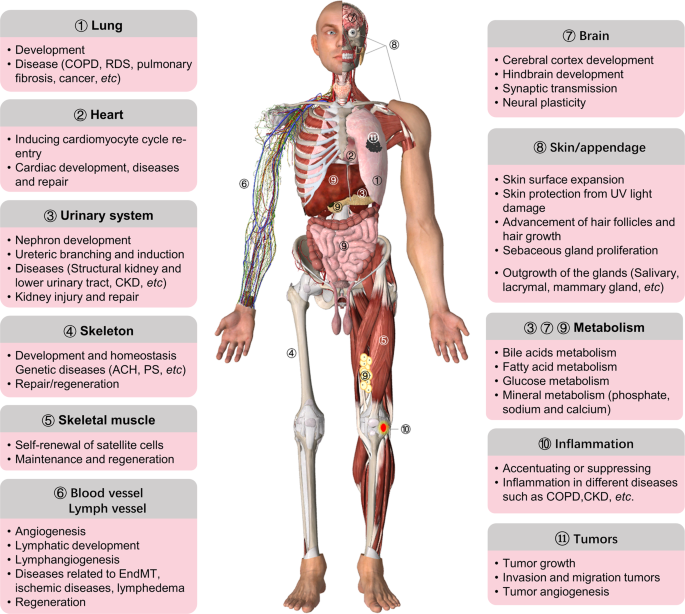 FGF/FGFR signaling in health and disease | Signal Transduction and Targeted  Therapy