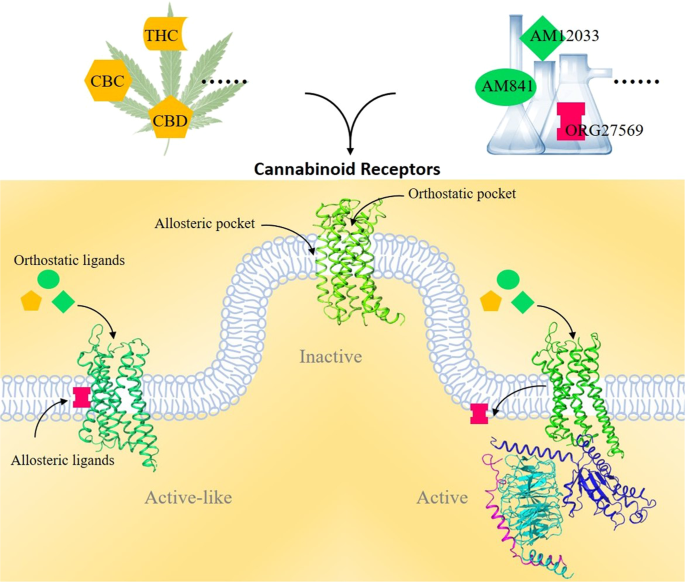Structural basis of signaling of cannabinoids receptors: paving a way for  rational drug design in controling mutiple neurological and immune diseases  | Signal Transduction and Targeted Therapy