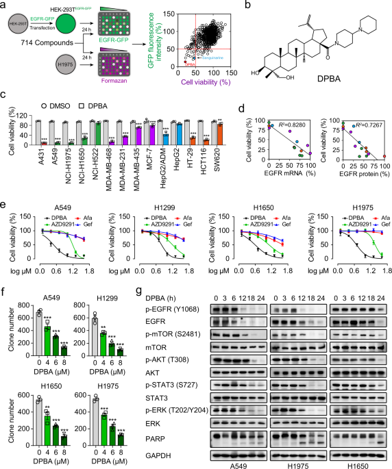 Discovery of a novel egfr ligand dpba that degrades egfr and suppresses egfr-positive nsclc growth