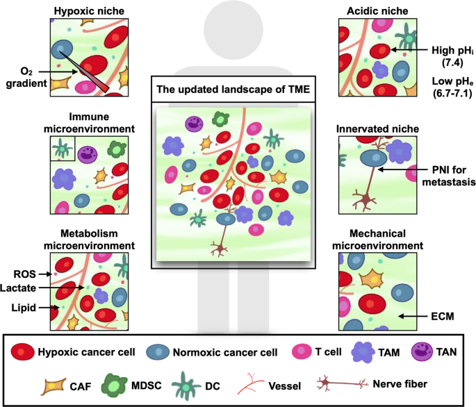 The updated landscape of tumor microenvironment and drug