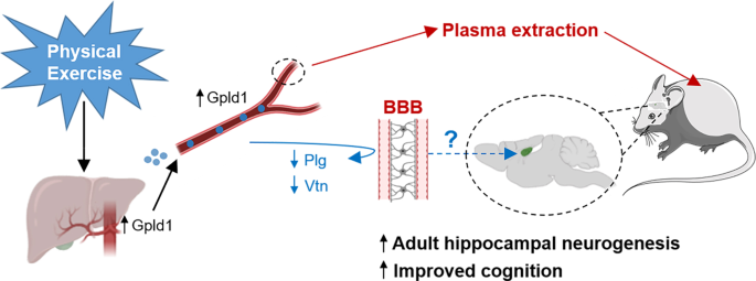 A new player in the beneficial effects of exercise on the aged brain |  Signal Transduction and Targeted Therapy