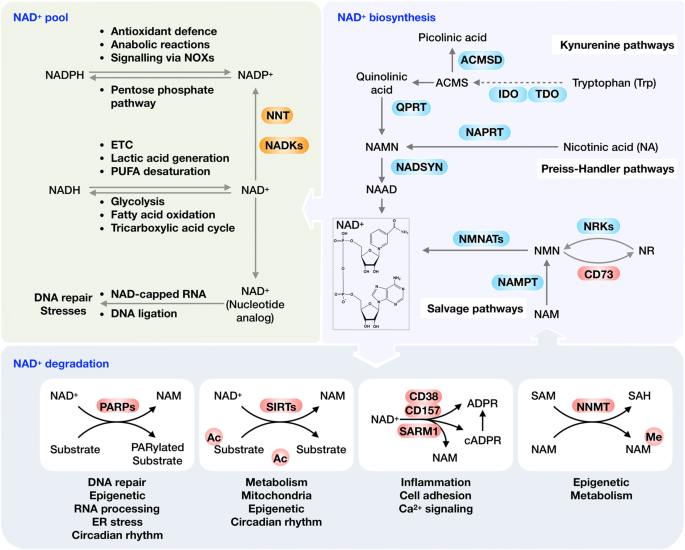 NAD+ metabolism: pathophysiologic mechanisms and therapeutic potential |  Signal Transduction and Targeted Therapy