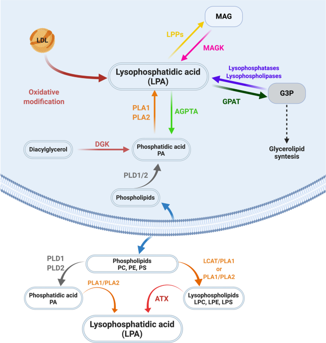 Role of lysophosphatidic acid and its receptors in health and disease:  novel therapeutic strategies | Signal Transduction and Targeted Therapy