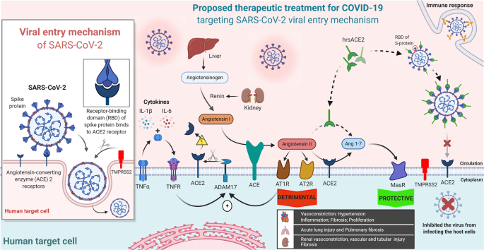 Human recombinant soluble ACE2 (hrsACE2) shows promise for treating severe  COVID19 | Signal Transduction and Targeted Therapy