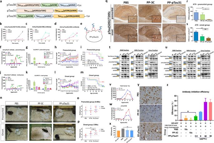 Norovirus P particle-based tau vaccine-generated phosphorylated tau  antibodies markedly ameliorate tau pathology and improve behavioral  deficits in mouse model of Alzheimer's disease | Signal Transduction and  Targeted Therapy