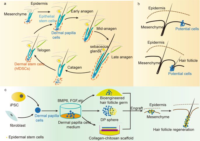 Functional hair follicle regeneration: an updated review | Signal Transduction and Targeted Therapy Functional hair follicle regeneration: an updated review | Signal Transduction and Targeted Therapy