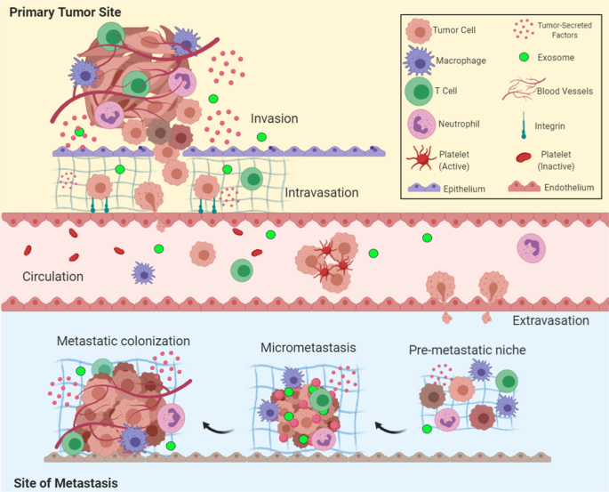 metastatic cancer cells