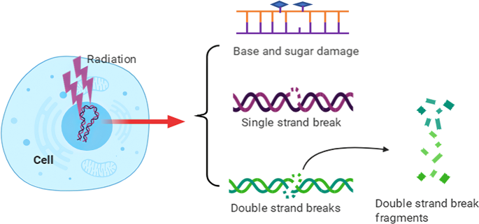 DNA damage signaling pathways and for radiotherapy sensitization cancer | Signal Transduction and Targeted Therapy