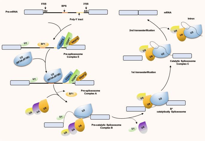 The role played by alternative splicing in antigenic variability