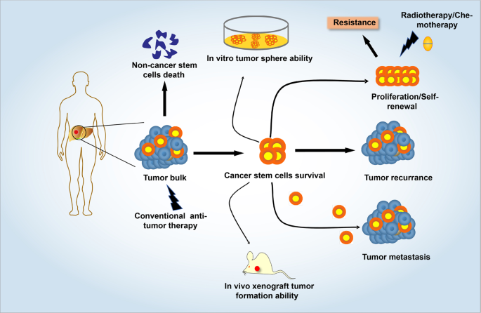 The key roles of cancer stem cell-derived extracellular vesicles | Signal  Transduction and Targeted Therapy