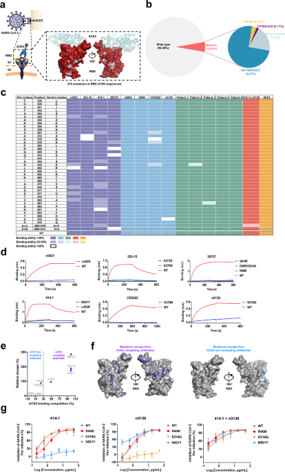 The Impact Of Receptor Binding Domain Natural Mutations On Antibody Recognition Of Sars Cov 2 Signal Transduction And Targeted Therapy