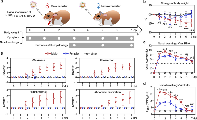 Hamsters in medical research