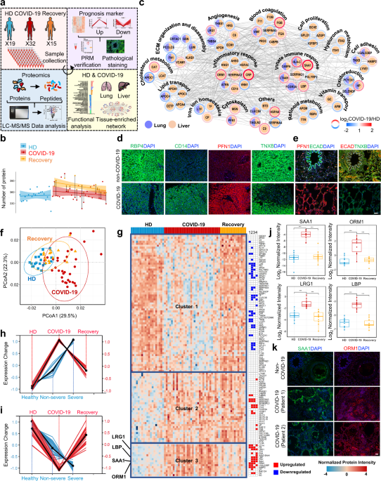 Sera proteomic features of act...