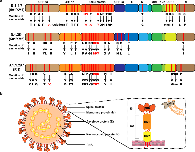 Fast-spreading SARS-CoV-2 variants: challenges to and new design strategies  of COVID-19 vaccines | Signal Transduction and Targeted Therapy