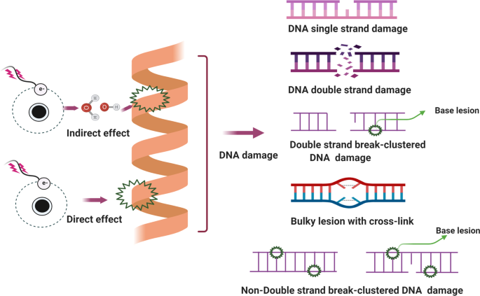 DNA repair systems