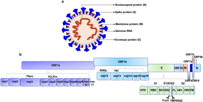 Molecular Mechanism Of Interaction Between Sars Cov 2 And Host Cells And Interventional Therapy Signal Transduction And Targeted Therapy
