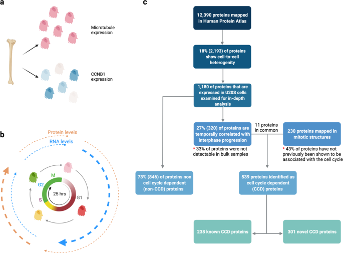 Cell-to-cell proteome variability: life in a cycle | Signal ...