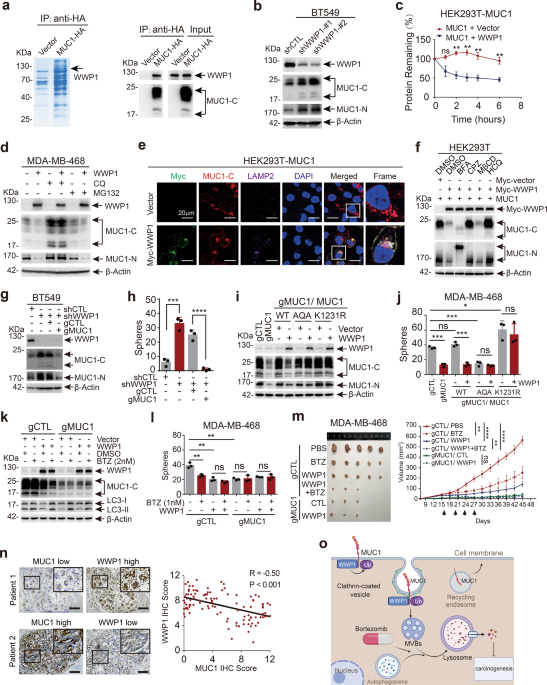 Wwp1 targeting muc1 for ubiquitin-mediated lysosomal degradation to suppress carcinogenesis